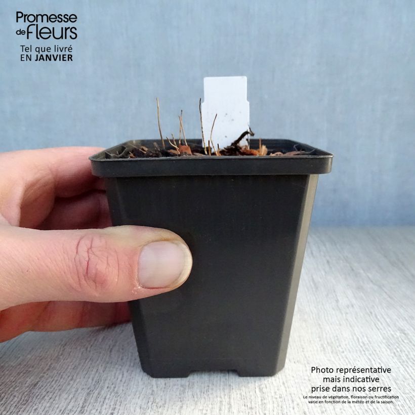 Spécimen de Epimedium grandiflorum Shiho - Fleur des Elfes Godet de 8/9 cm tel que livré en hiver