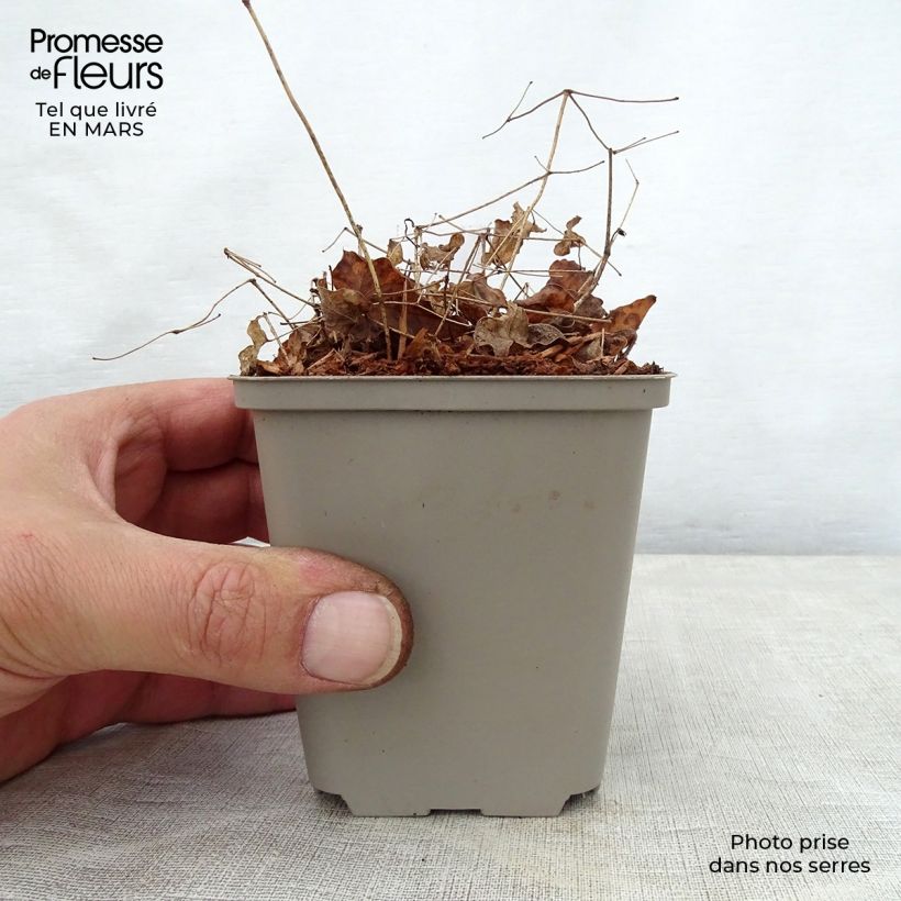 Spécimen de Epimedium grandiflorum Shiho - Fleur des Elfes Godet de 8/9 cm tel que livré au printemps