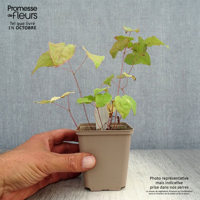 Spécimen de Epimedium hybride Pink Elf - Fleur des Elfes rose Godet de 8/9 cm tel que livré en automne