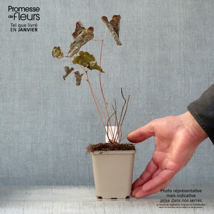 Spécimen de Epimedium hybride Pink Elf - Fleur des Elfes rose Godet de 8/9 cm tel que livré en hiver