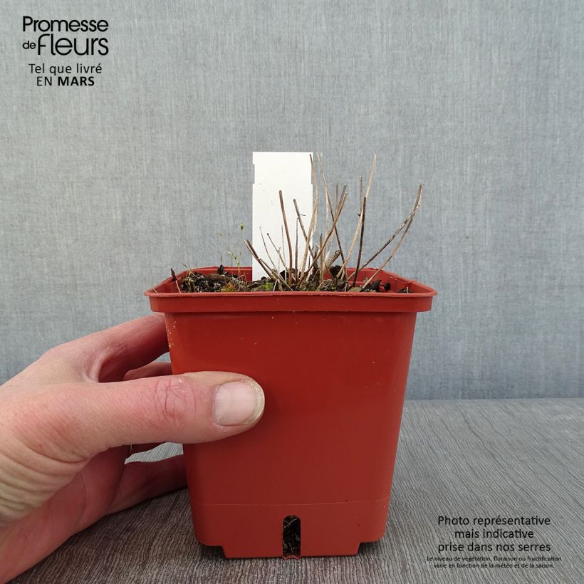 Spécimen de Epimedium hybride Pink Elf - Fleur des Elfes rose Pot de 1L/1,5L tel que livré en hiver