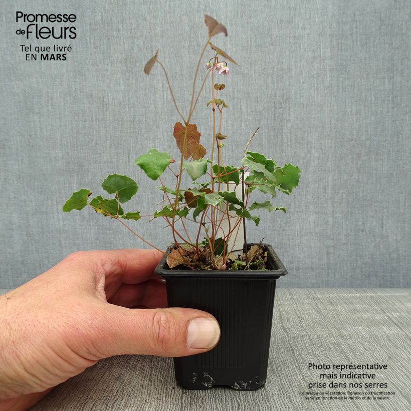 Spécimen de Epimedium pauciflorum, Fleur des elfes Godet de 8/9 cm tel que livré au printemps