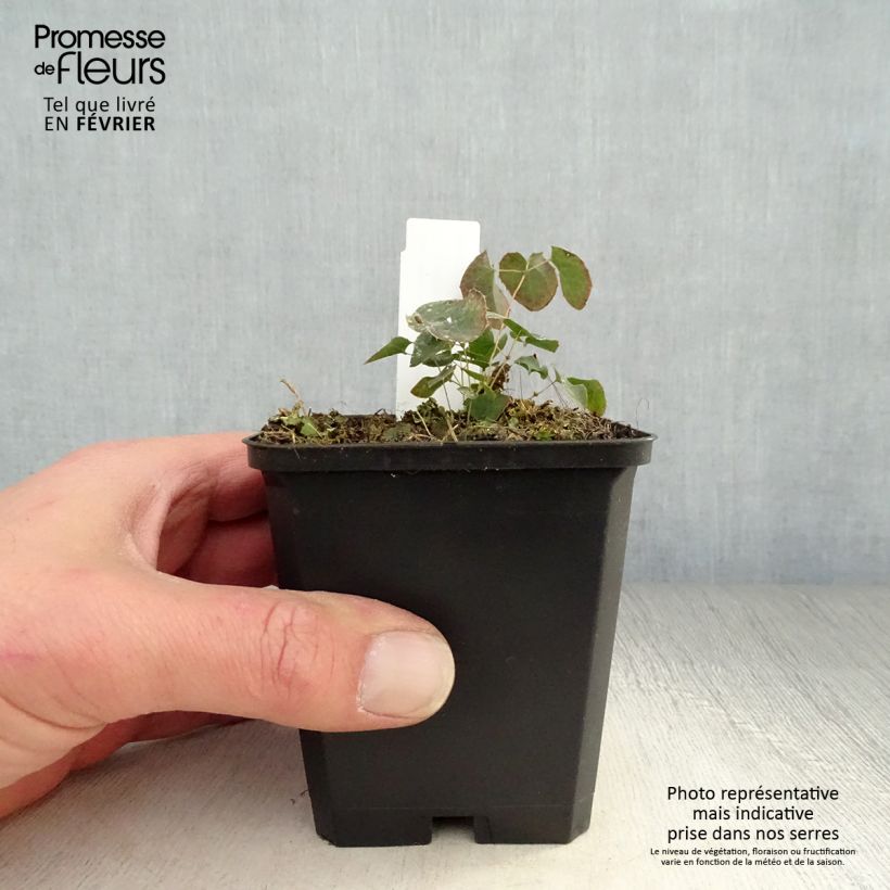 Spécimen de Epimedium perralchicum Frohnleiten - Fleur des Elfes jaune vif Godet de 8/9 cm tel que livré en hiver