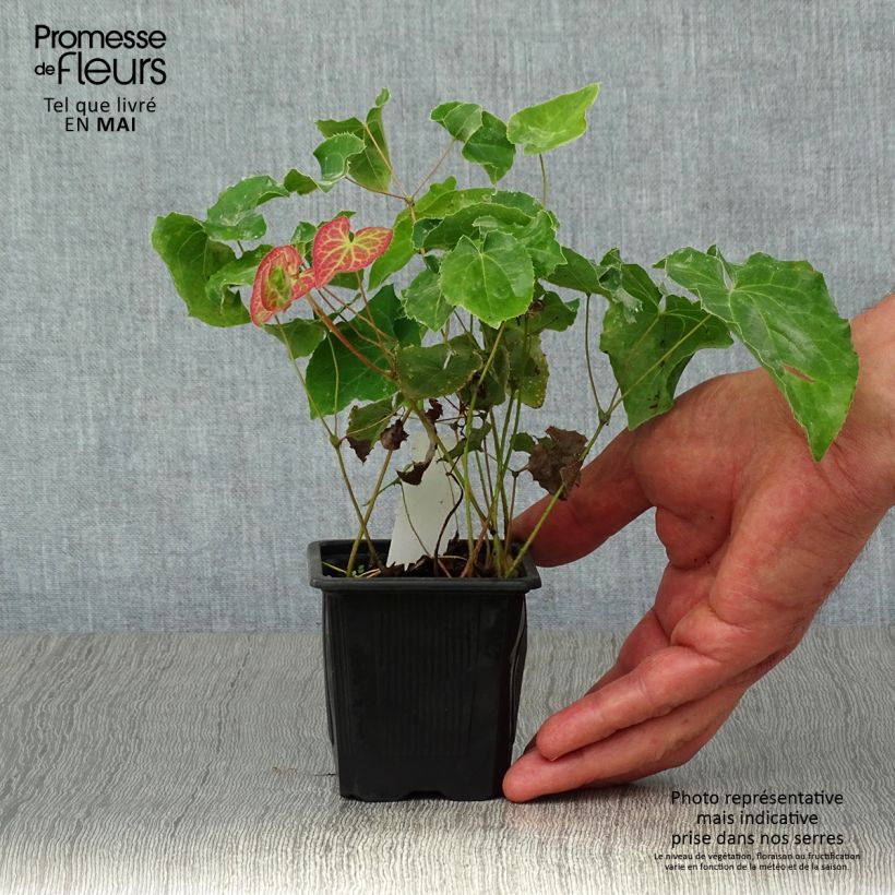 Spécimen de Epimedium perralchicum Frohnleiten - Fleur des Elfes jaune vif Godet de 8/9 cm tel que livré au printemps