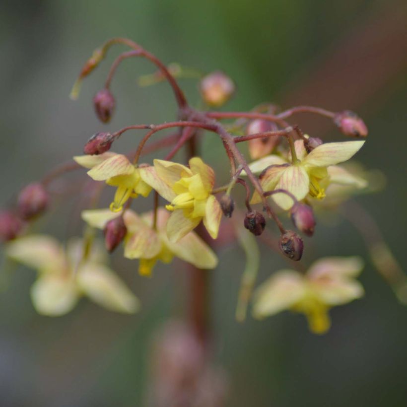 Epimedium pinnatum subsp. colchicum Black Sea (Floração)