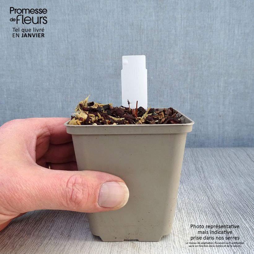 Spécimen de Epimedium pinnatum Black Sea Godet de 8/9 cm tel que livré en hiver