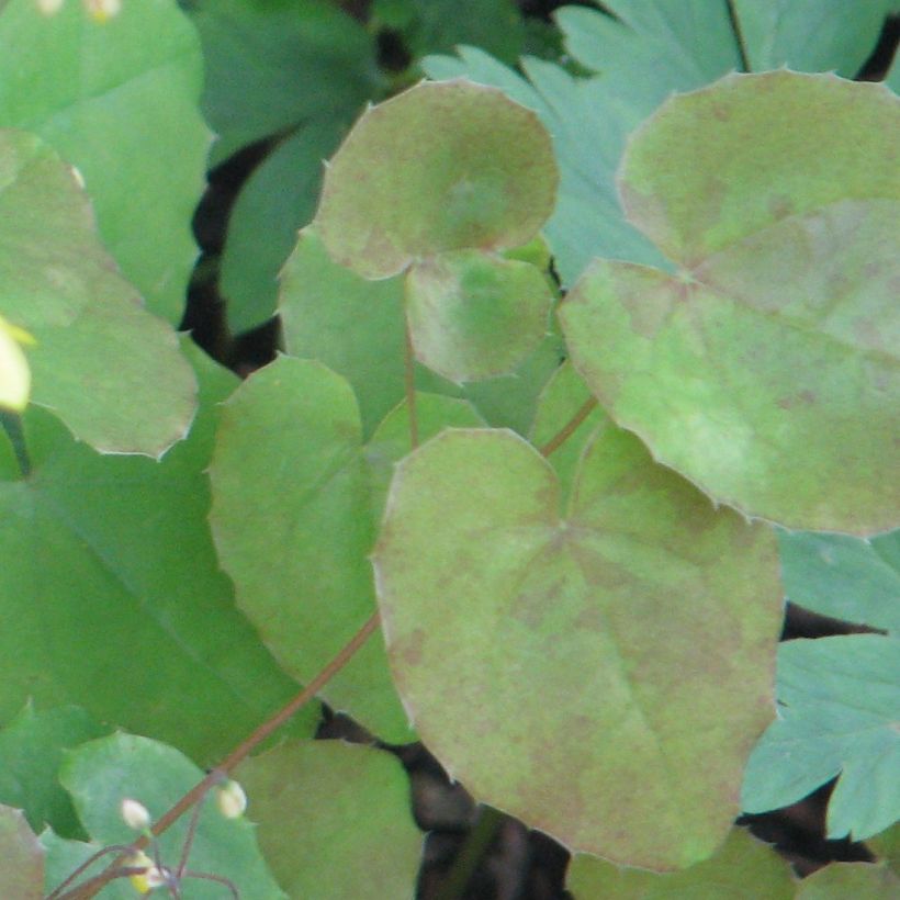 Epimedium platypetalum, Fleur des elfe (Feuillage)
