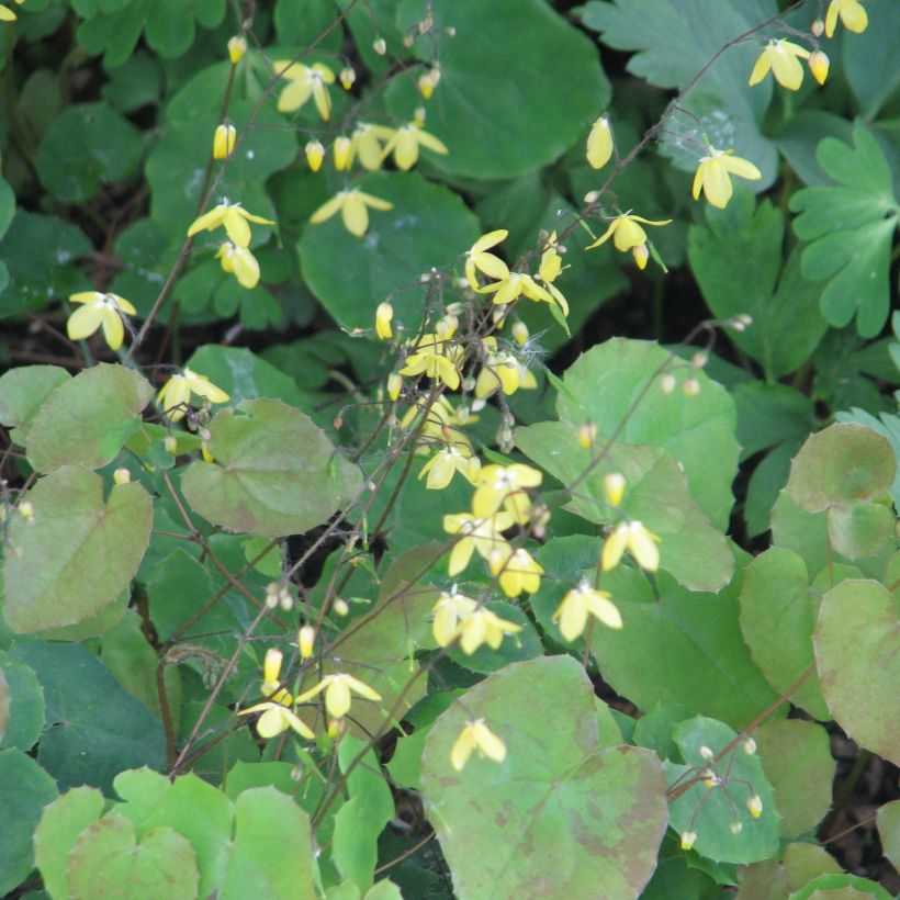 Epimedium platypetalum, Fleur des elfe (Port)