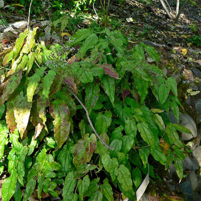 Epimedium pubescens, Fleur des elfes (Port)