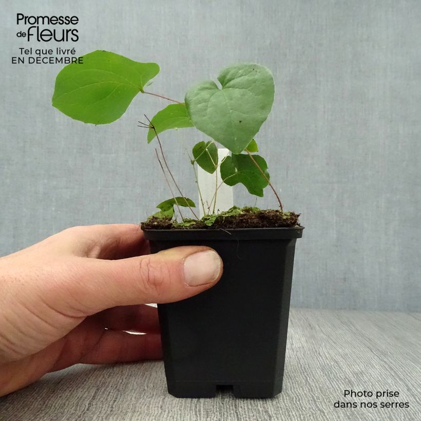 Spécimen de Fleur des Elfes - Epimedium  pubigerum Orangekönigin Godet de 8/9 cm tel que livré en hiver