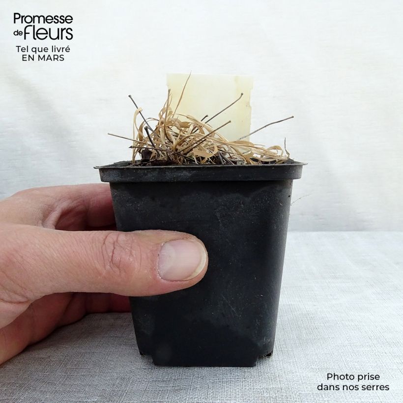 Spécimen de Epimedium rubrum - Fleur des elfes rouge Godet de 8/9 cm tel que livré en hiver