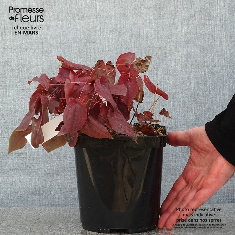 Spécimen de Epimedium rubrum - Fleur des elfes rouge Pot de 2L/3L tel que livré en hiver