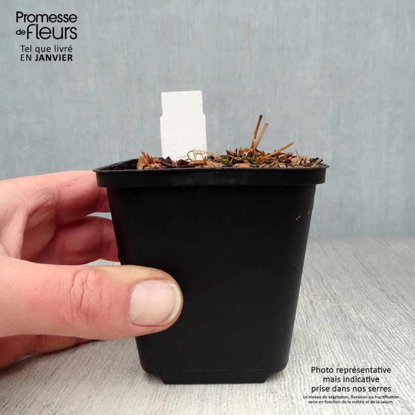 Spécimen de Epimedium rubrum Galadriel - Fleur des Elfes Godet de 8/9 cm tel que livré en hiver