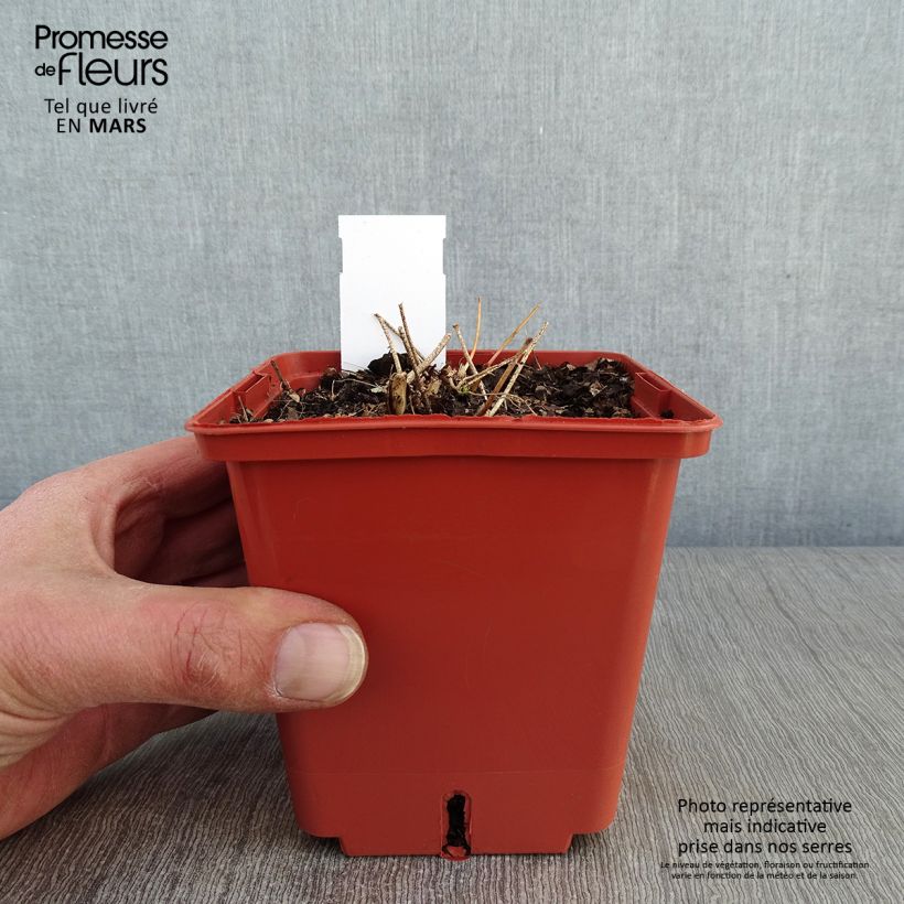 Spécimen de Epimedium rubrum Galadriel - Fleur des Elfes Pot de 1L/1,5L tel que livré en hiver