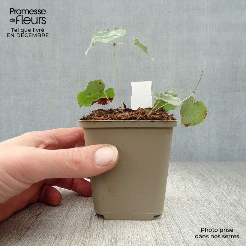 Spécimen de Epimedium stellulatum Wudang Star - Fleur des Elfes Godet de 8/9 cm tel que livré en hiver