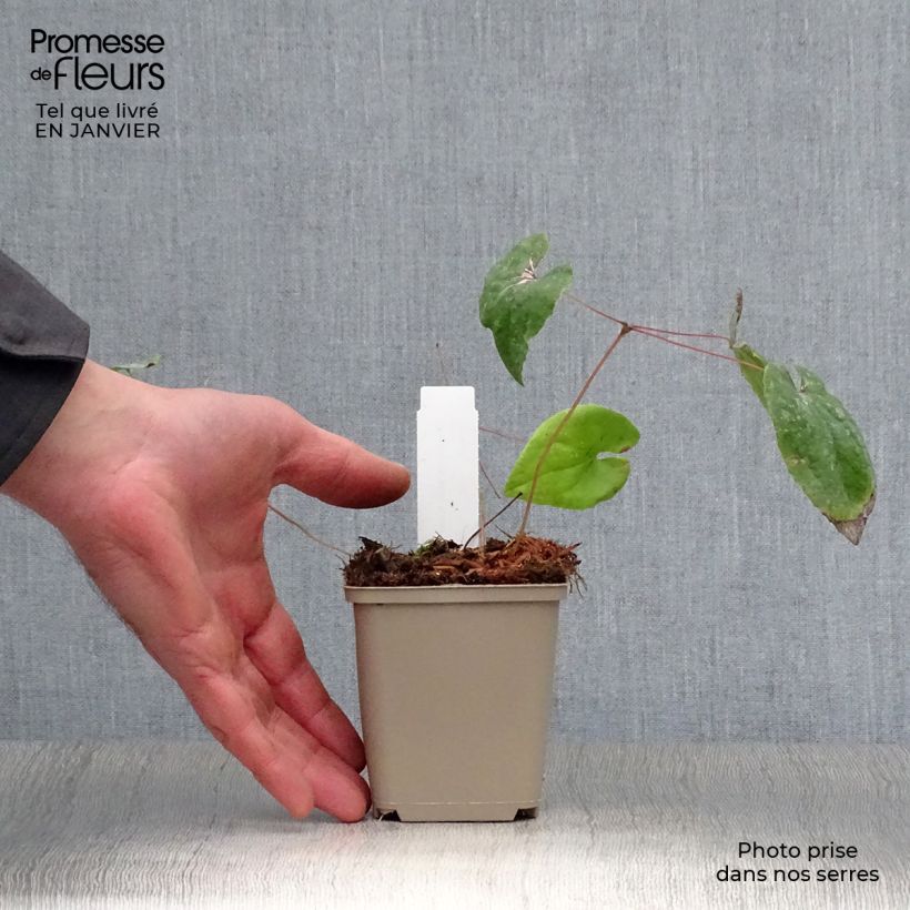 Spécimen de Epimedium warleyense Ellen willmott, Fleur des elfes Godet de 8/9 cm tel que livré en hiver