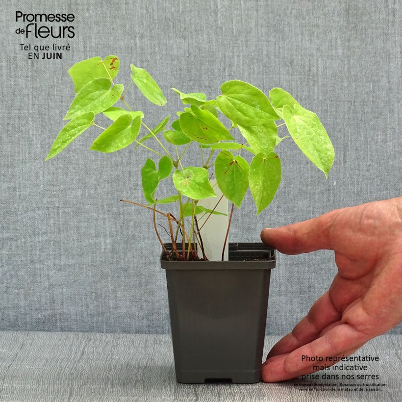 Spécimen de Epimedium warleyense - Fleur des Elfes Godet de 8/9 cm tel que livré au printemps