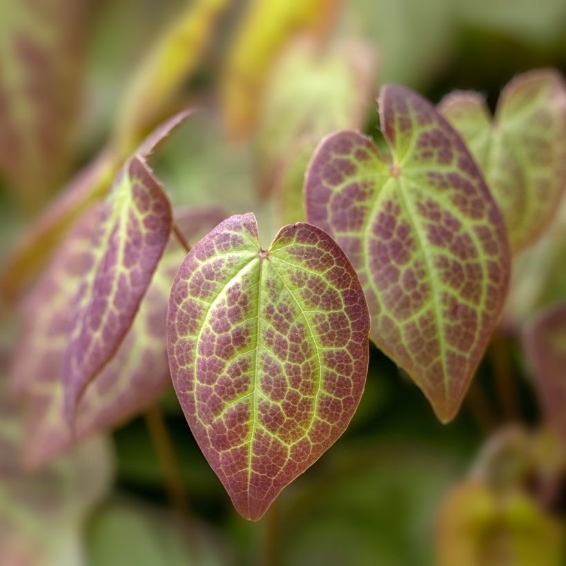 Epimedium x versicolor Sulphureum - Fleur des Elfes (Feuillage)