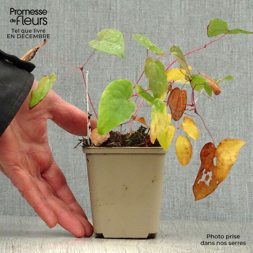 Spécimen de Epimedium youngianum Merlin, Fleur des elfes Godet de 8/9 cm tel que livré en hiver
