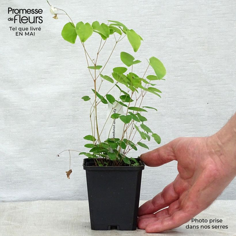 Spécimen de Epimedium youngianum Niveum - Fleur des elfes Godet de 8/9 cm tel que livré au printemps