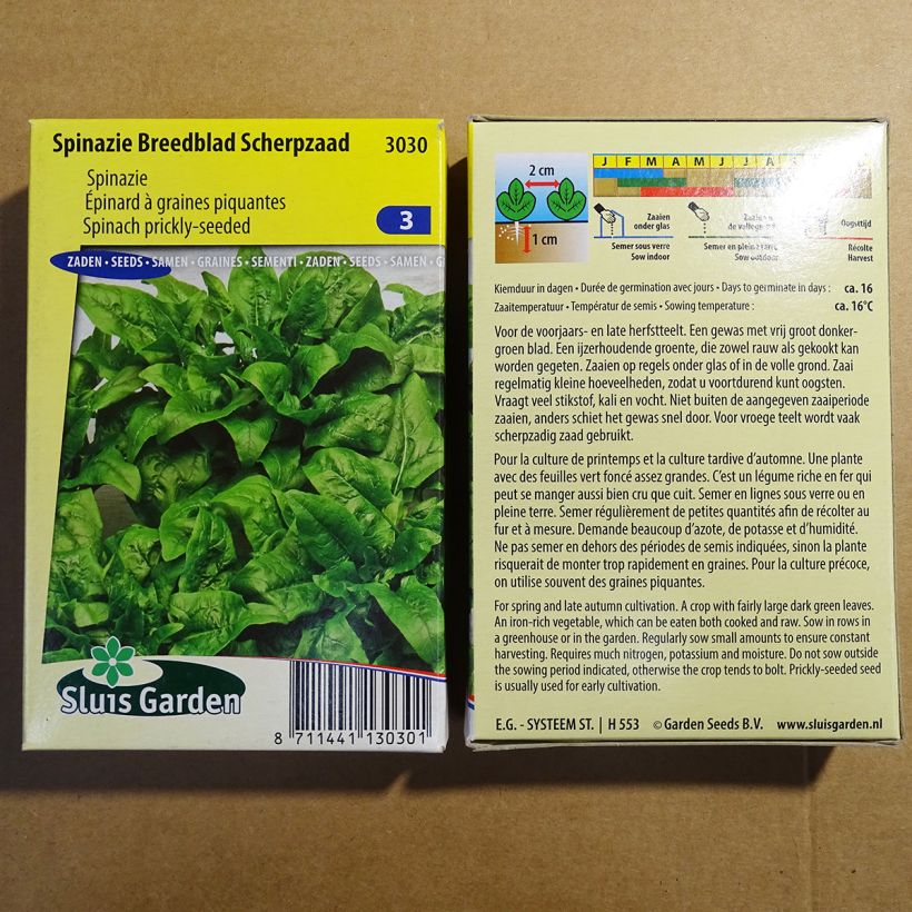 Exemple de spécimen de Epinard à graines piquantes - Spinachia oleracea le sachet de 5000 graines (50g) tel que livré