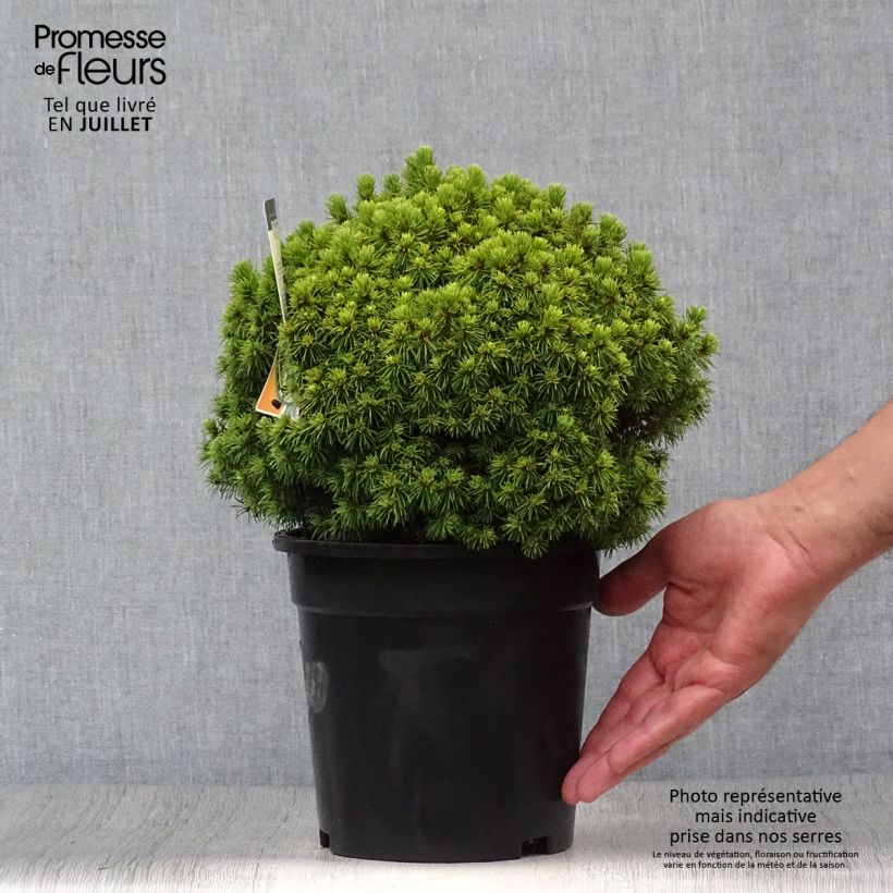 Spécimen de Epinette blanche - Picea glauca Alberta Globe   Pot de 2L/3L tel que livré en été