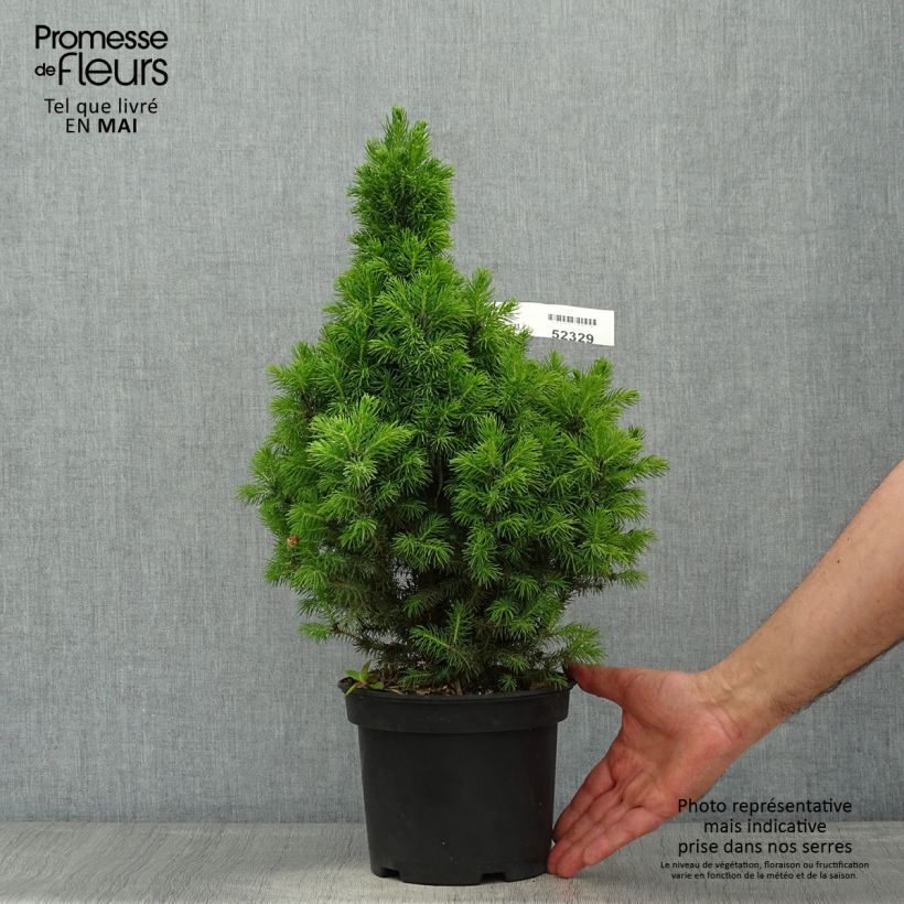 Spécimen de Epinette blanche - Picea glauca Conica Blue                         Pot de 3L/4L tel que livré au printemps