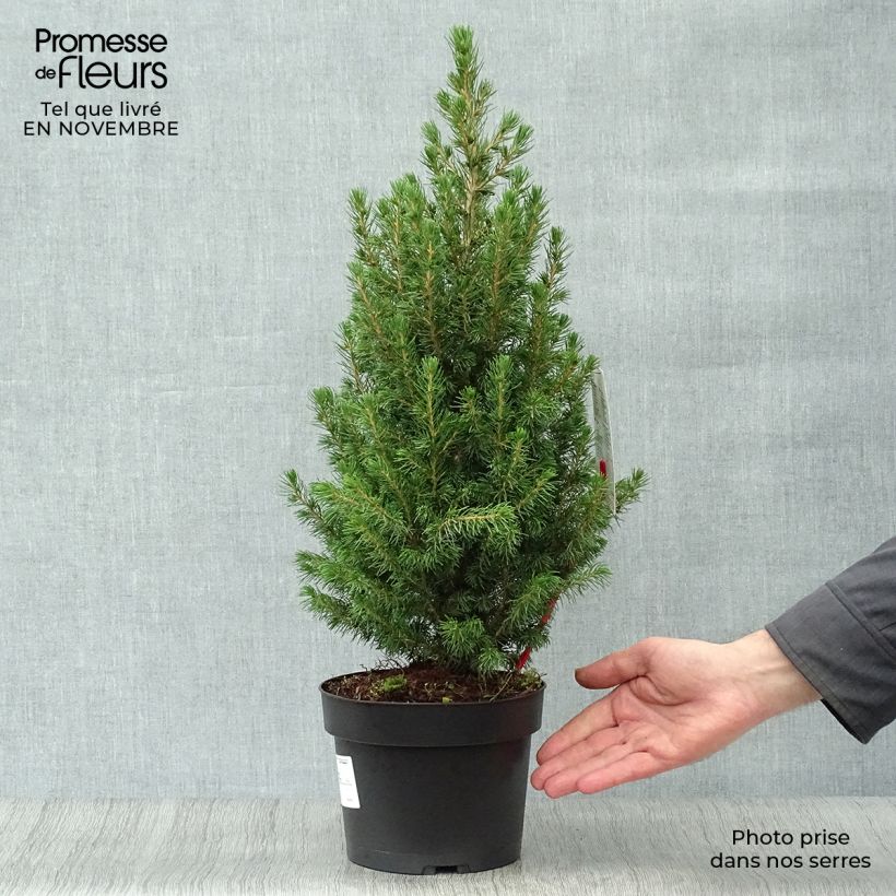 Spécimen de Epinette blanche - Picea glauca Conica Pot de 2L/3L tel que livré en automne