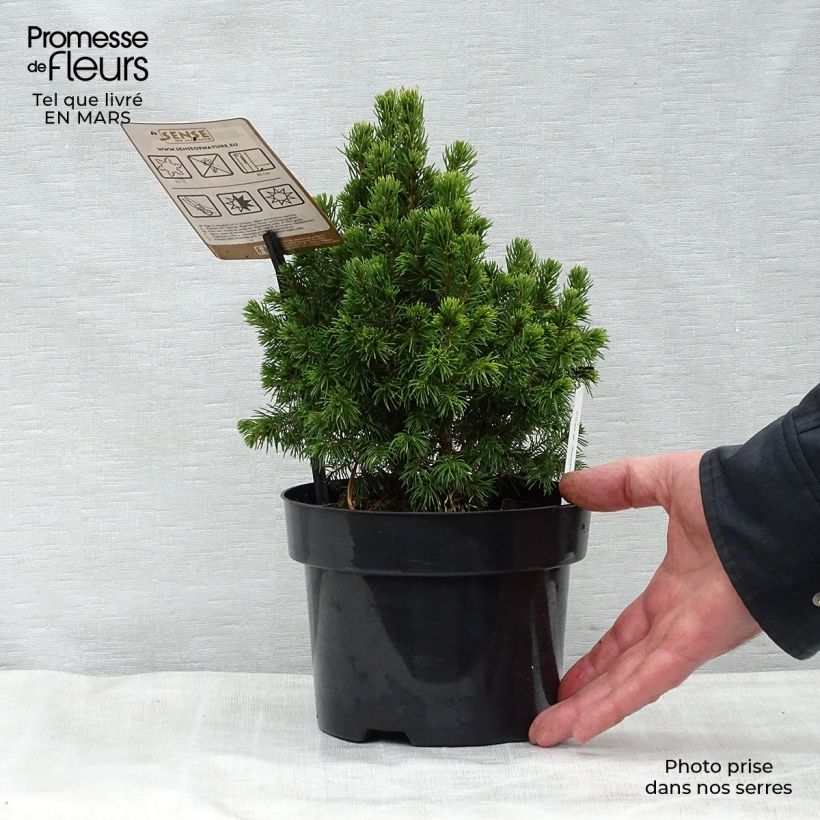 Picea glauca Rainbow's End Vaso da 2L/3L esemplare consegnato in primavera