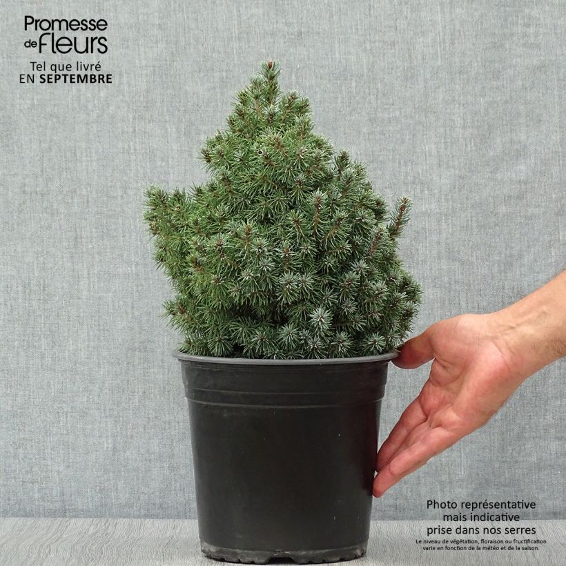 Spécimen de Epinette blanche - Picea glauca Sander's Blue                       Pot de 4L/5L tel que livré en automne