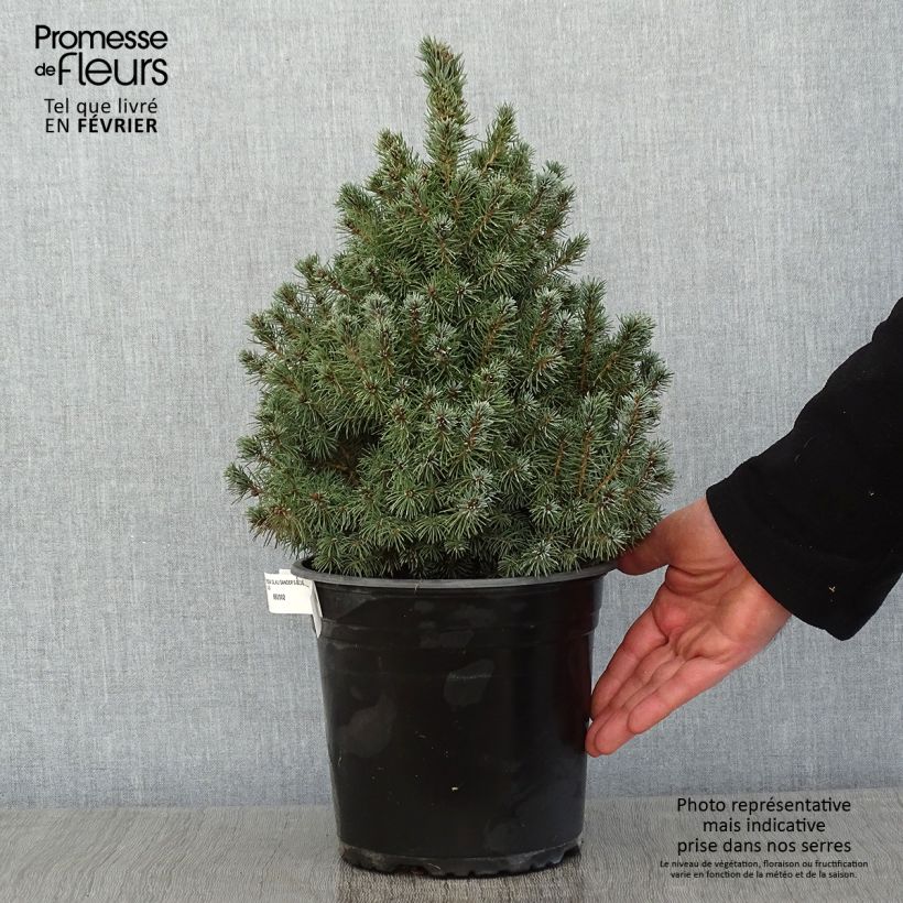 Spécimen de Epinette blanche - Picea glauca Sander's Blue                       Pot de 4L/5L tel que livré en hiver