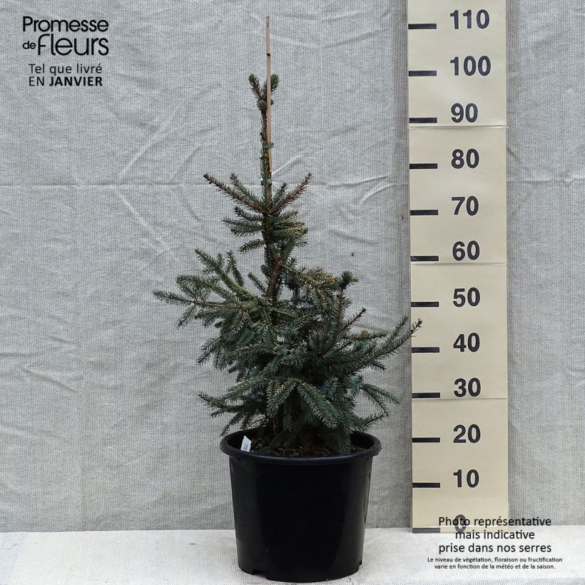 Spécimen de Epinette noire - Picea mariana Aurea  Pot de 12L/15L tel que livré en hiver