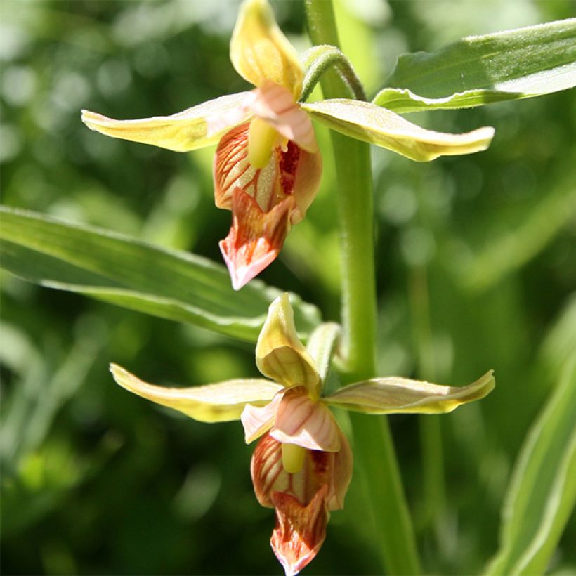 Epipactis gigantea (Floração)