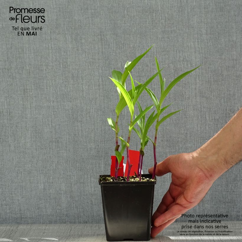 Spécimen de Epipactis gigantea - Helleborine Pot de 1L/1,5L tel que livré au printemps