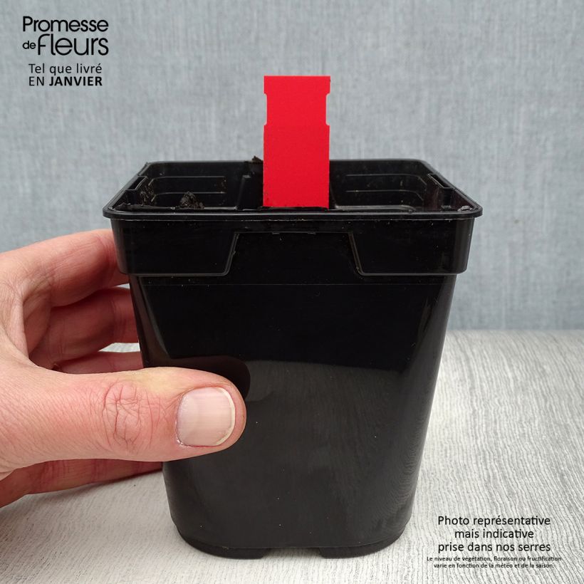 Spécimen de Epipactis gigantea Night Serpentine - Orchidée de jardin  Pot de 1L/1,5L tel que livré en hiver