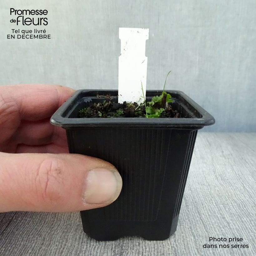 Spécimen de Epipactis palustris, Orchidée des marais  Godet de 8/9 cm tel que livré en hiver