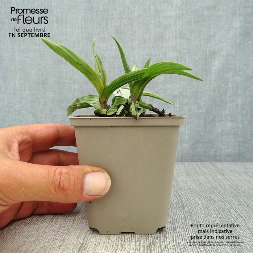 Spécimen de Epipactis palustris, Orchidée des marais  Godet de 8/9 cm tel que livré en automne