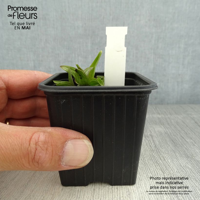 Spécimen de Epipactis palustris, Orchidée des marais  Godet de 8/9 cm tel que livré au printemps