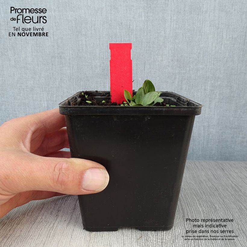 Spécimen de Epipactis palustris, Orchidée des marais  Pot de 1L/1,5L tel que livré en automne