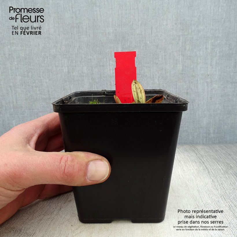 Spécimen de Epipactis palustris, Orchidée des marais  Pot de 1L/1,5L tel que livré en hiver