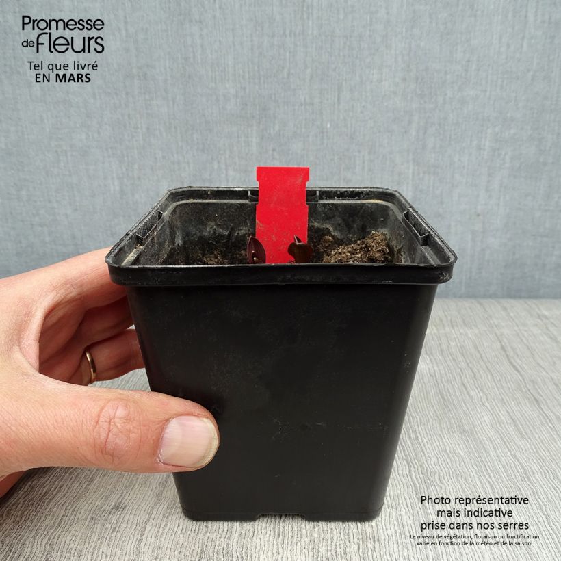 Spécimen de Epipactis palustris, Orchidée des marais  Pot de 1L/1,5L tel que livré au printemps