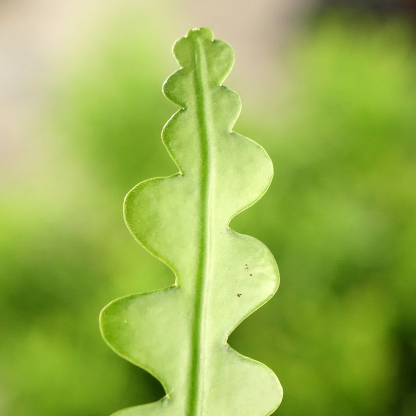 Epiphyllum anguliger - Cactus zig-zag (Feuillage)
