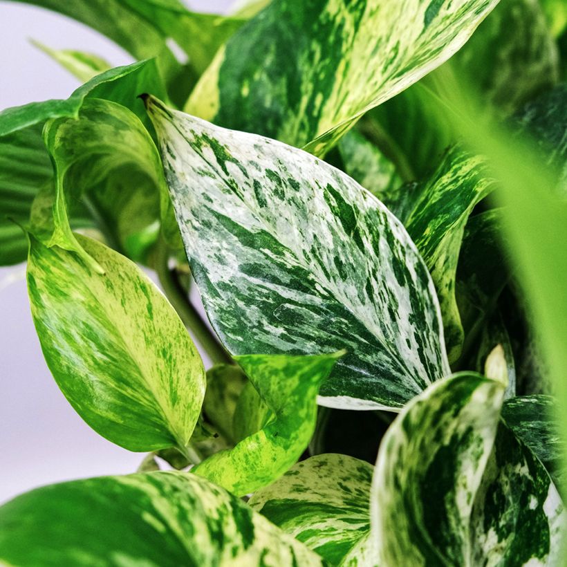 Epipremnum aureum Marble Queen - Pothos (Feuillage)