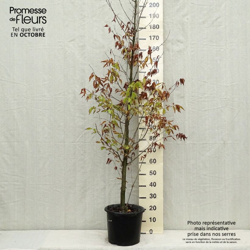 Spécimen de Erable à feuilles de charme - Acer carpinifolium Pot de 7,5L/10L, Baliveau tel que livré en automne