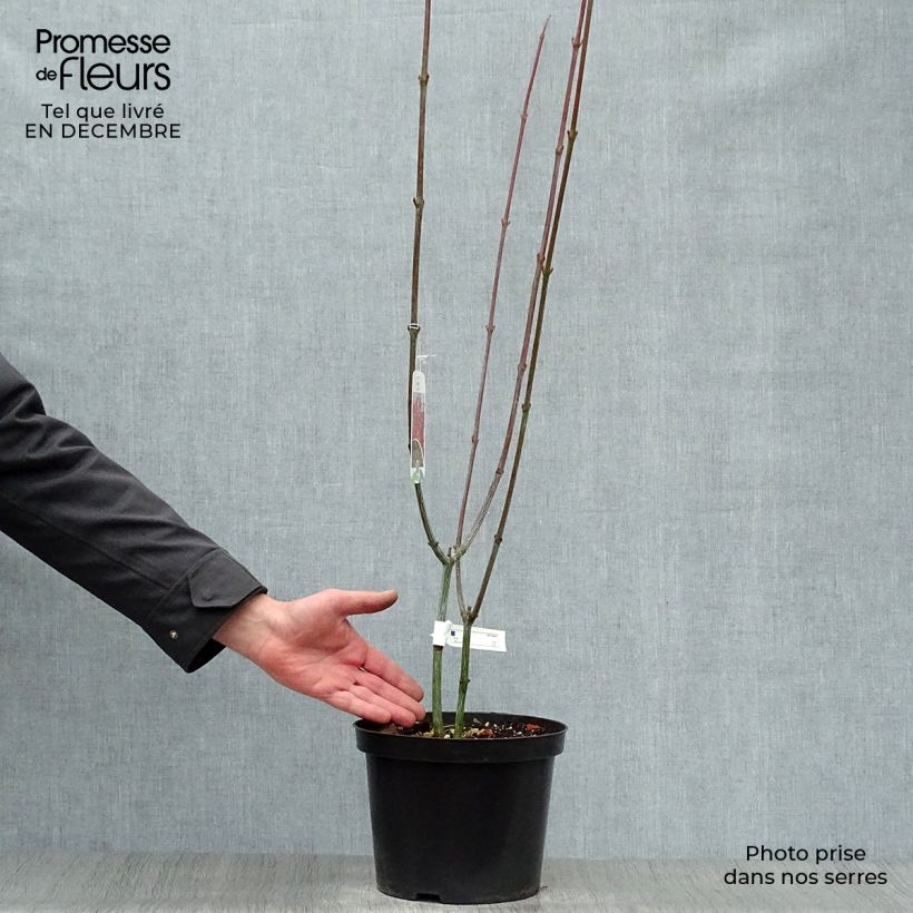 Spécimen de Erable à peau de serpent - Acer capillipes Pot de 7,5L/10L, Baliveau tel que livré en hiver