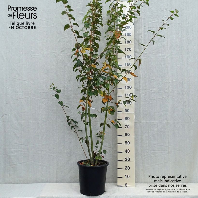 Spécimen de Acer davidii - Érable à peau de serpent Pot de 20L/25L tel que livré en automne