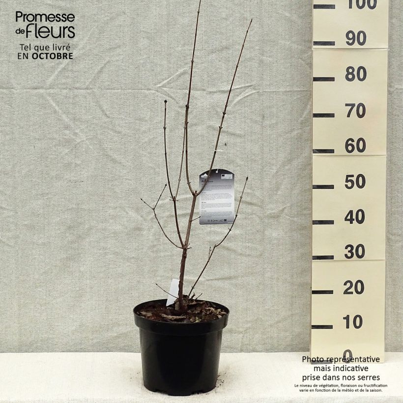 Spécimen de Érable cannelle - Acer griseum Pot de 7,5L/10L tel que livré en automne