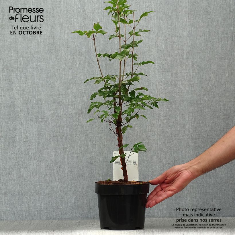 Spécimen de Érable cannelle - Acer griseum Pot de 3L/4L tel que livré en automne