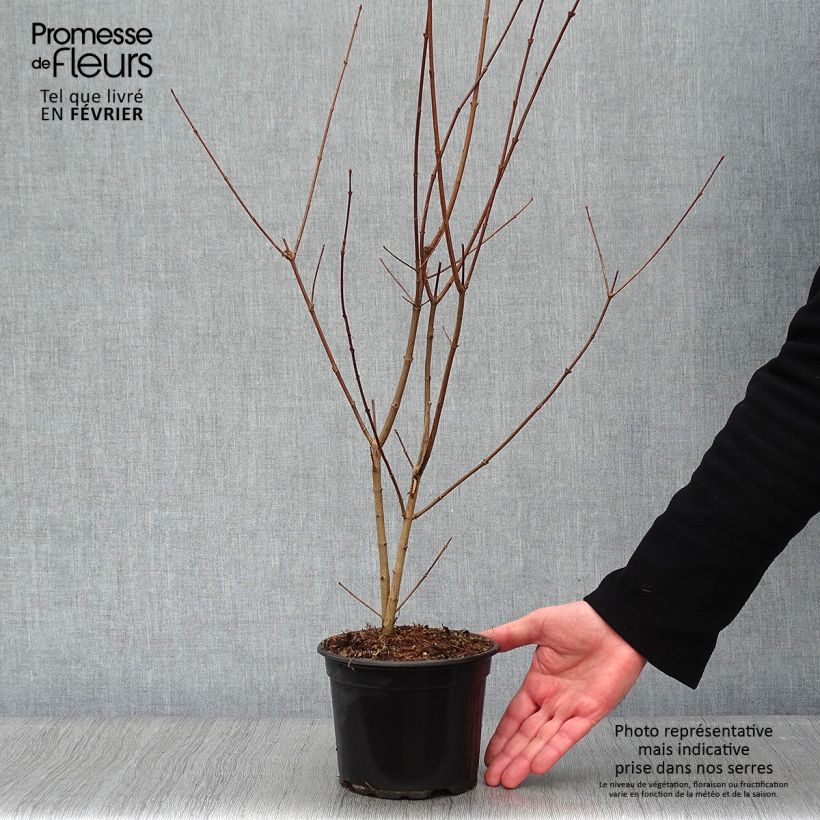 Spécimen de Erable champêtre - Acer campestre Pot de 2L/3L tel que livré en hiver