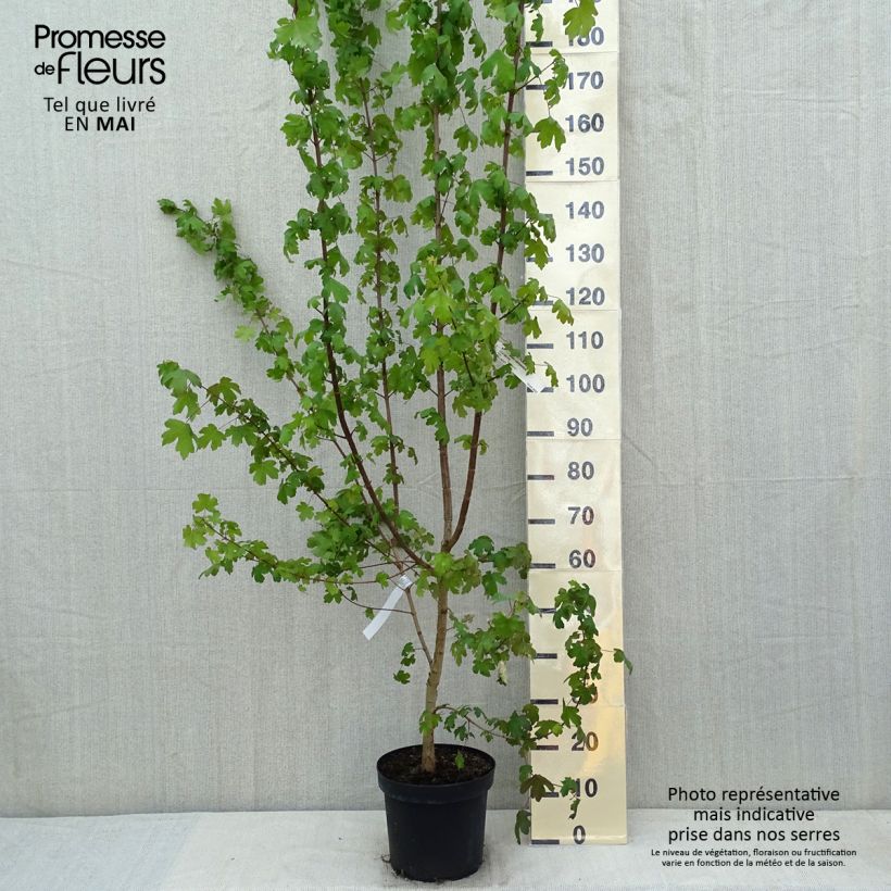 Spécimen de Erable champêtre - Acer campestre Pot de 4L/5L tel que livré au printemps